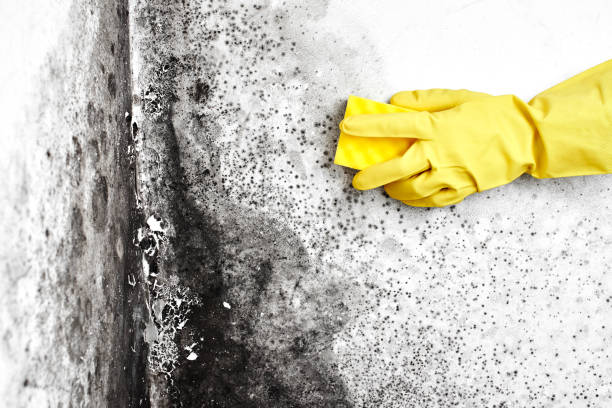 Best Commercial Mold Removal  in Bayview, CA
