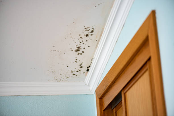Mold Removal Process in Bayview, CA