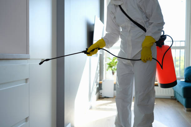 Best Mold Removal Process  in Bayview, CA