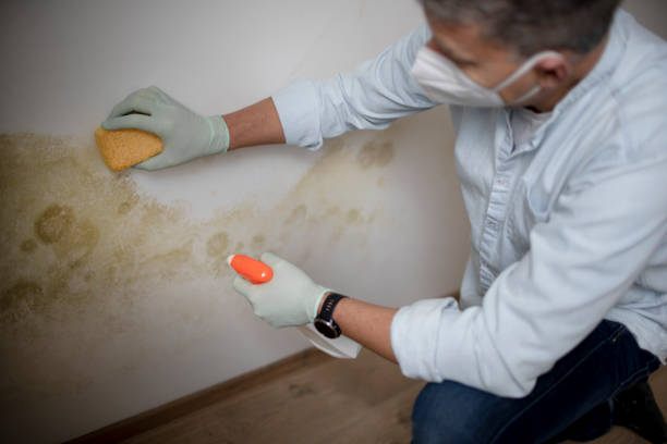 Best Black Mold Removal  in Bayview, CA