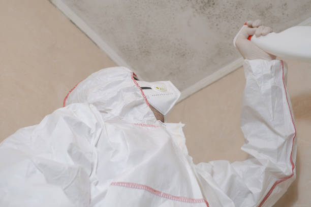 Best Mold Removal Near Me  in Bayview, CA