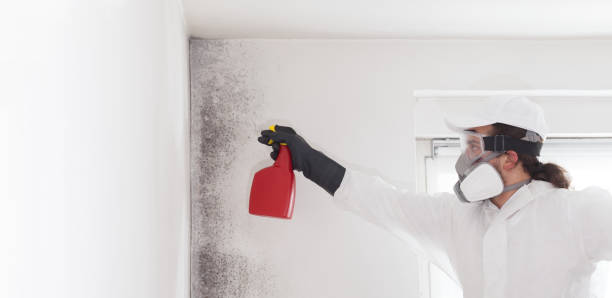 Best Mold Damage Repair  in Bayview, CA