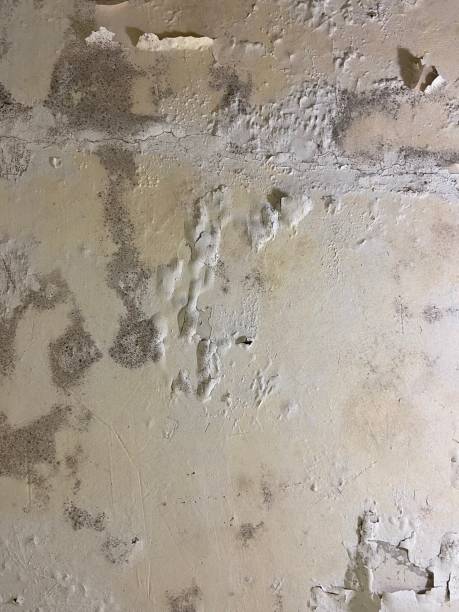 Bayview, CA Mold Removal Company