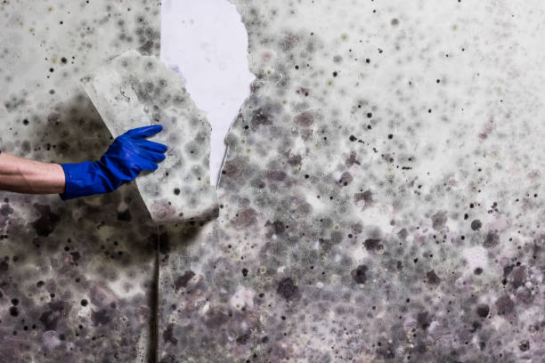 Best Crawl Space Mold Removal  in Bayview, CA