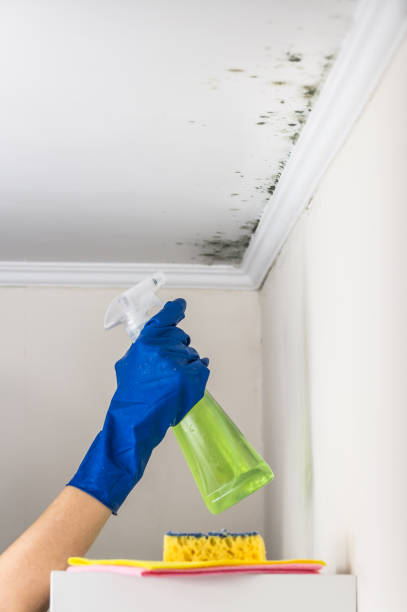 Best Office Mold Removal Services  in Bayview, CA