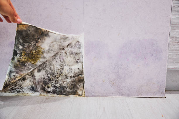 Best Certified Mold Removal  in Bayview, CA